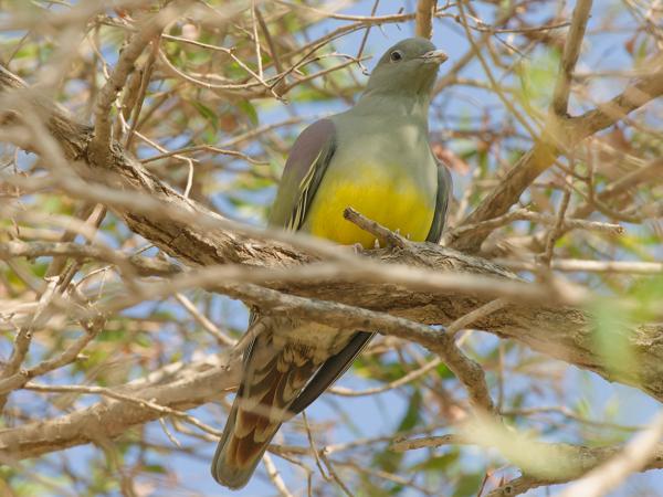 Bruce's green pigeon (Treron waalia)